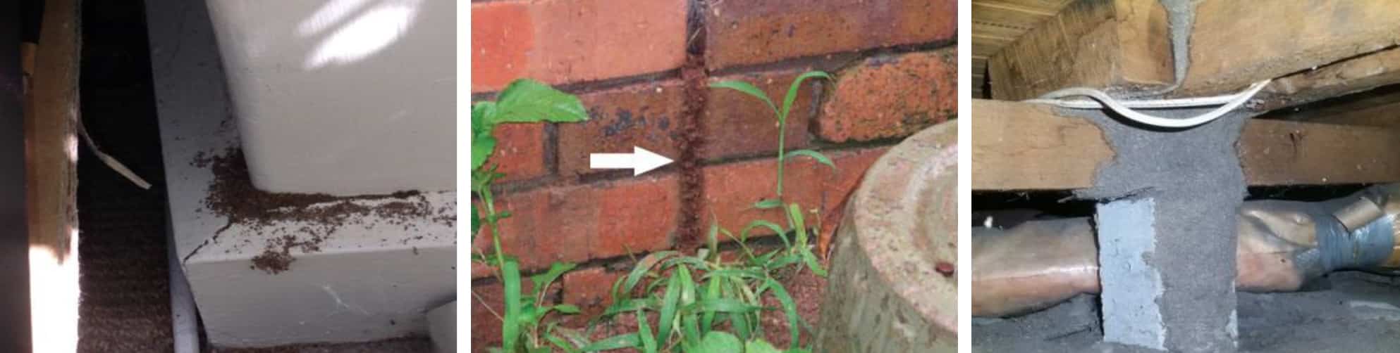 termite control melbourne