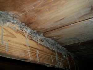 property damage termites