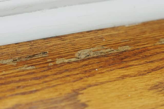 termites in floor