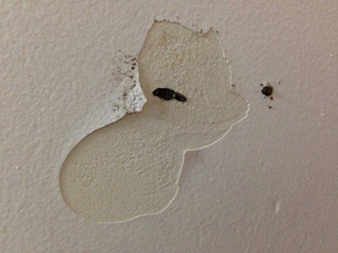 termite wall damage