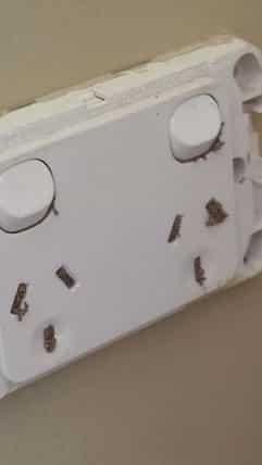 termites electric socket