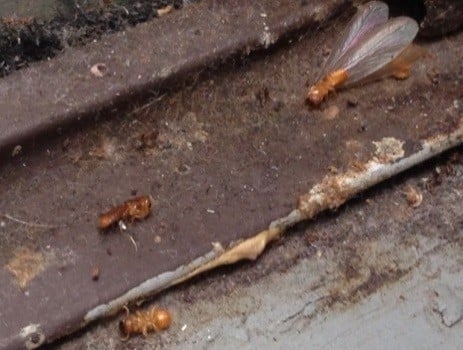 termites image