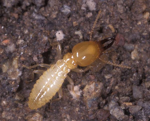 termite inspection cost melbourne