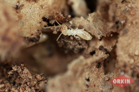 termite catchers COPTOTERMES FRENCHI